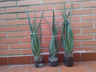 Plantas de Aloe Vera