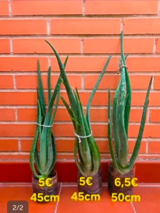 Plantas de Aloe Vera