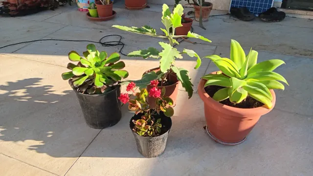 4 Piante Grasse Miste