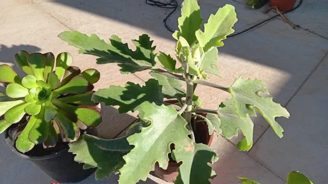 4 Piante Grasse Miste