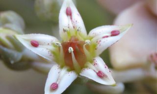 Planta Suculenta Colgante