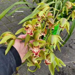 2 Mudas de Orquídea Cymbidium