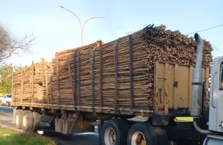Ramas de eucalipto para ballas o pergolas