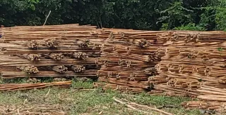 Ramas de eucalipto para ballas o pergolas