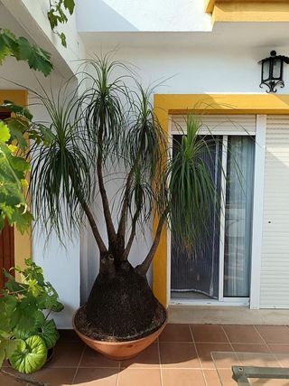 Casa adosada en venta en Centro Urbano en Estepona