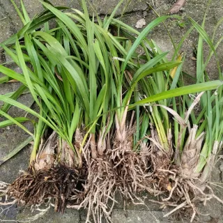 5 Mudas de orquideas Sem Flor