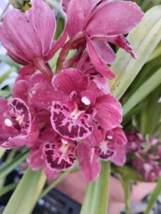 5 Mudas de orquideas Sem Flor