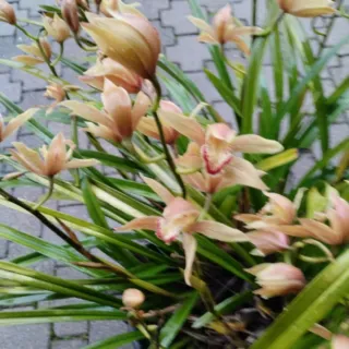 5 Mudas de orquideas Sem Flor