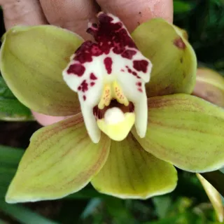 5 Mudas de orquideas Sem Flor