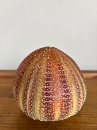 Scheletro riccio di mare