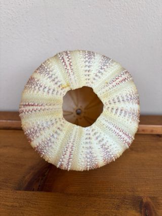 Scheletro riccio di mare