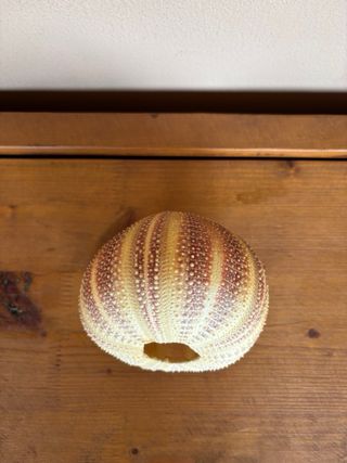 Scheletro riccio di mare