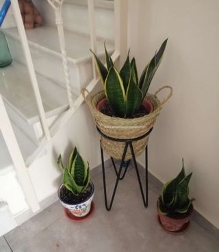 Macetero alto de esparto con soporte de forja