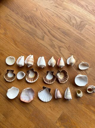 Conchiglie da collezione miste