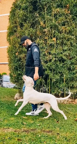 Adiestrador Canino