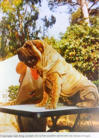 El Nuevo Libro Del Shar-Pei y el Mini-Pei