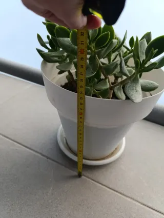 Maceta de la prosperidad