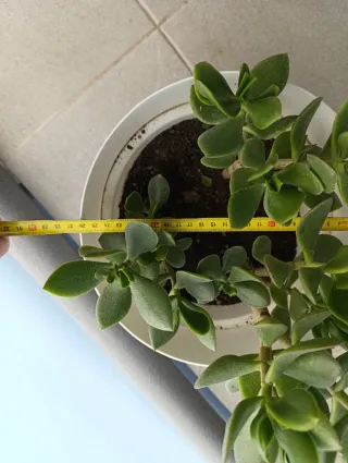 Maceta blanca árbol de jade