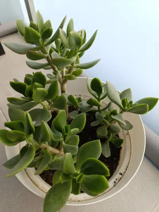 Maceta blanca árbol de jade