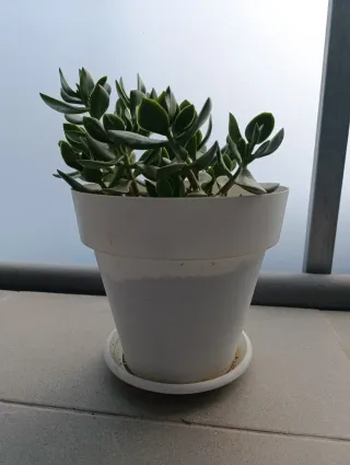 Maceta blanca árbol de jade