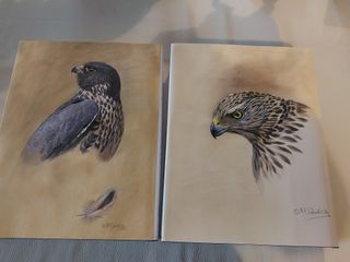 Libro Cetrería y Arte