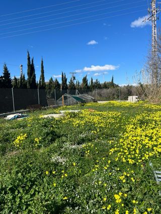 Terreno rústico marjal Gandia
