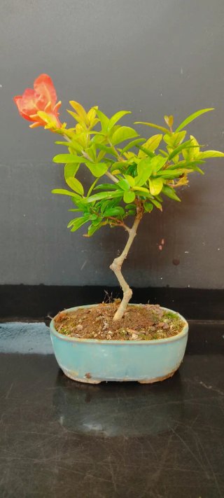 Bonsái Granado entrega en mano