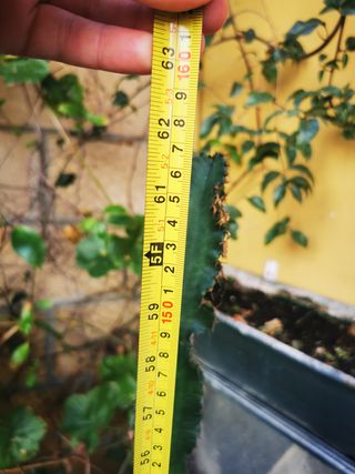 Cactus Euphorbia Grande 157cm