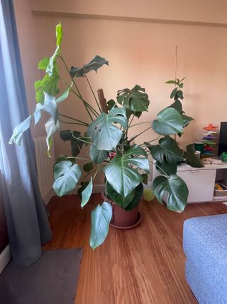Monstera Deliciosa Grande