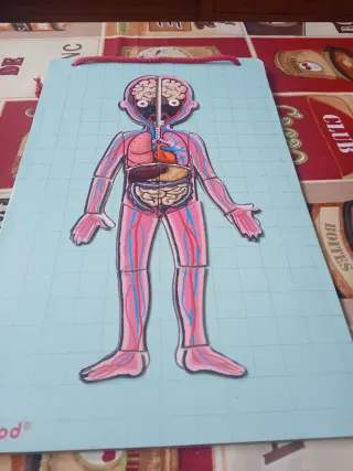 Puzzle Cuerpo Humano Magnético Janod