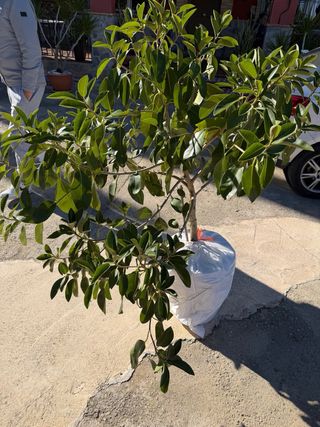 Ficus Grande y Sano en Maceta