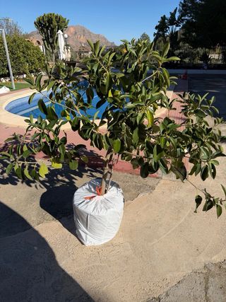 Ficus Grande y Sano en Maceta