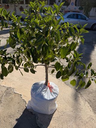 Ficus Grande y Sano en Maceta