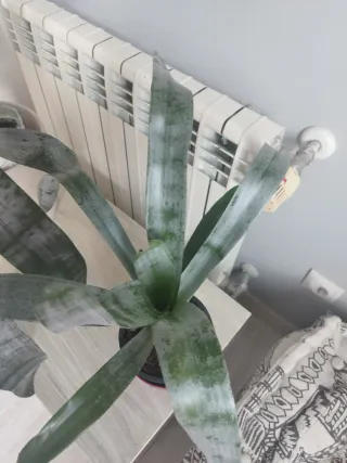 Planta de interior y exterior sin heladas