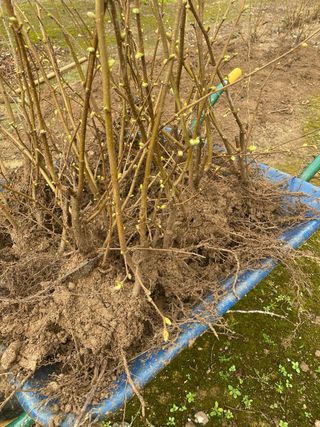 Plançons arrelats avellaner N9