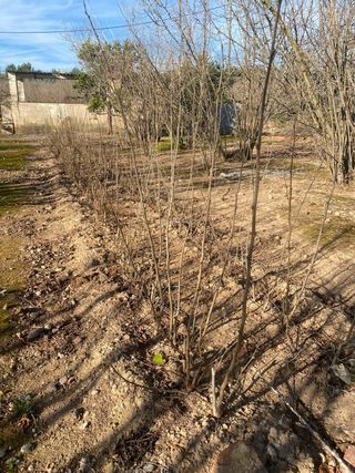 Plançons arrelats avellaner N9