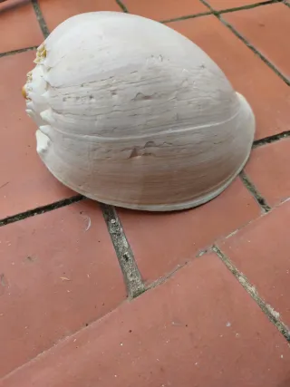 Caracola grande decorativa