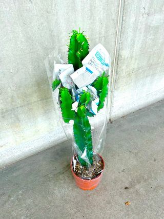 Planta interior/exterior Cactus Euphorbia ingens