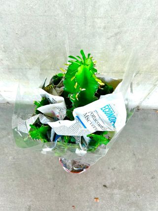 Planta interior/exterior Cactus Euphorbia ingens