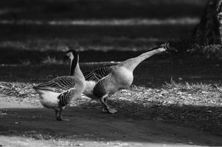 Lente Tamron 80-210 f3.8 Adaptall 2 BBAR MACRO