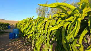 Esquejes de Pitahaya