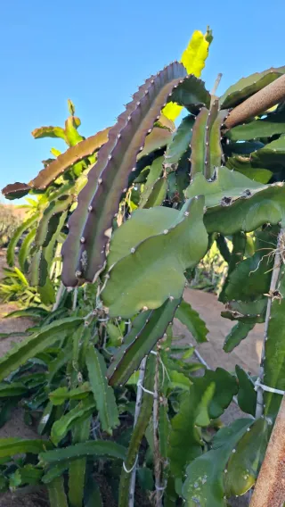 Esquejes de Pitahaya