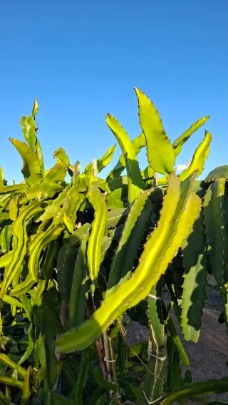 Esquejes de Pitahaya