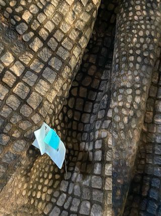 Gabardina Marrón con Forro Estampado