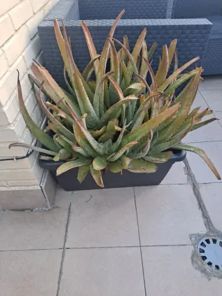 Planta Aloe Vera grande en maceta