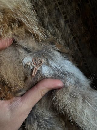 Abrigo de piel natural