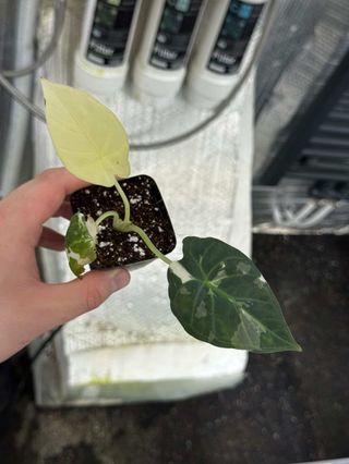 Alocasia Regal Shield Albo