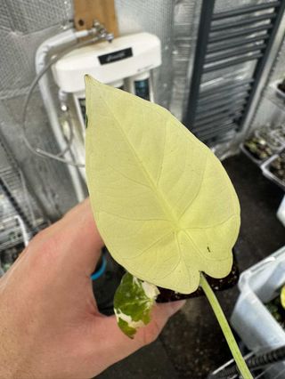Alocasia Regal Shield Albo