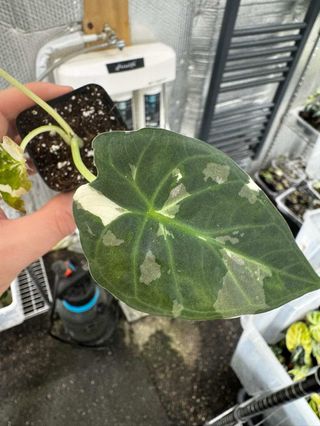 Alocasia Regal Shield Albo