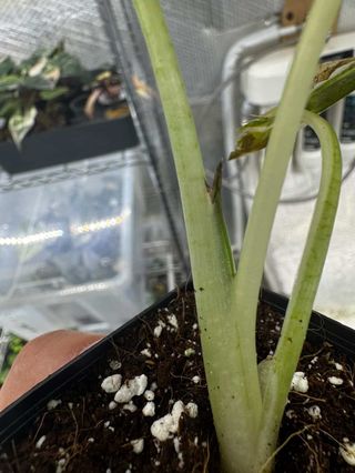 Alocasia Regal Shield Albo